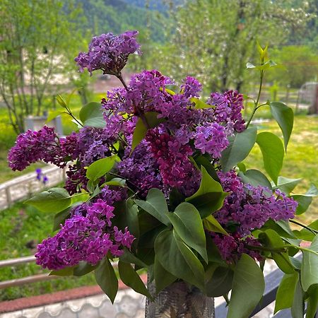Green Mountain Borjomi Exterior foto